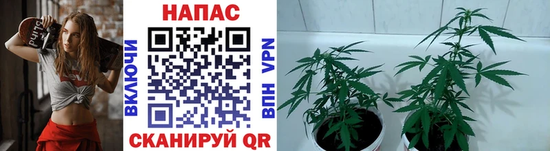 Бошки Шишки SATIVA & INDICA  Череповец 